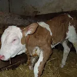 مزرعة للإقامة Filzerlehen *