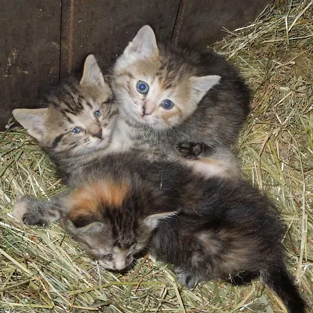 Alloggio per agriturismo Filzerlehen *