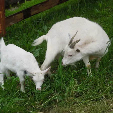 Filzerlehen Alloggio per agriturismo