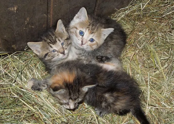 Gospodarstwo agroturystyczne Filzerlehen *